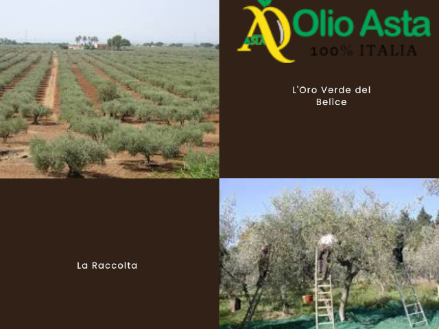 The Green Gold of Belìce: The Rite of the Olive Harvest in the Sicilian Valley