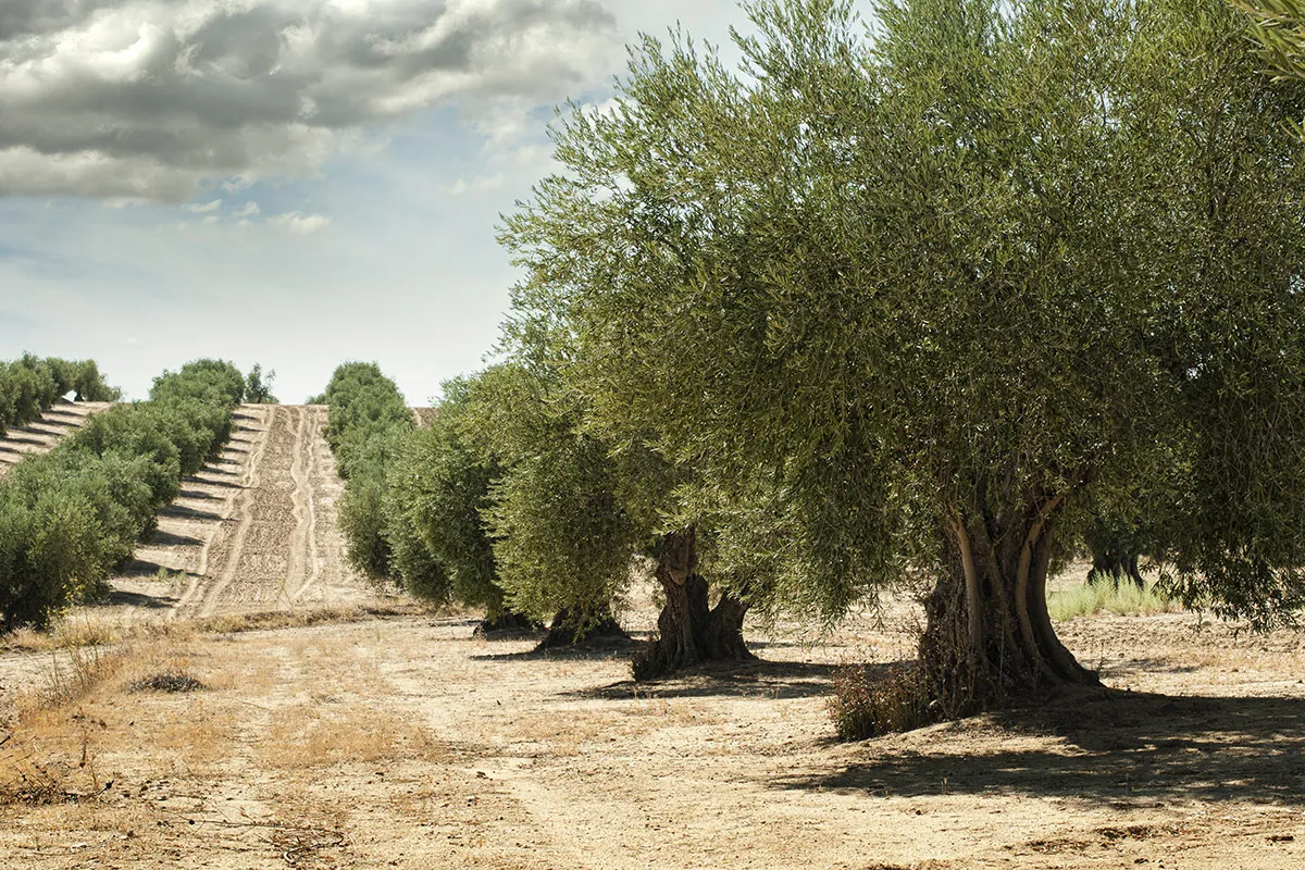 La Storia delle Olive